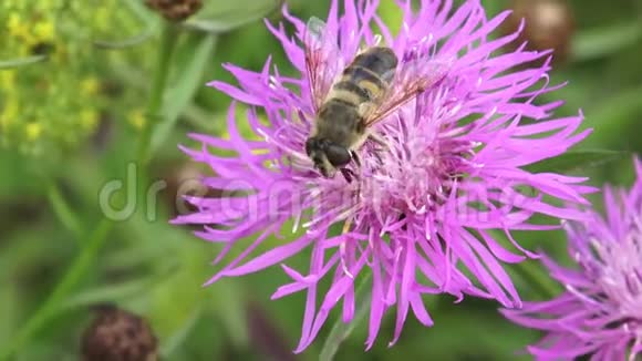 一只蜜蜂栖息在刚盛开的蓟花上视频的预览图