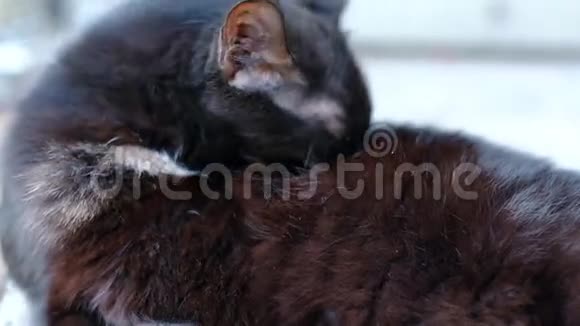黑脏猫舔爪子清洁自己视频的预览图