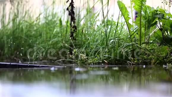 草地上反光地面上的雨滴视频的预览图