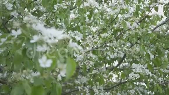 花园里盛开的野梨春天开花的树梨花授粉视频的预览图