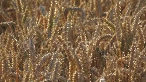 黑麦田特写黄田黑麦农业概念准备在农田里收割的黄粮视频的预览图