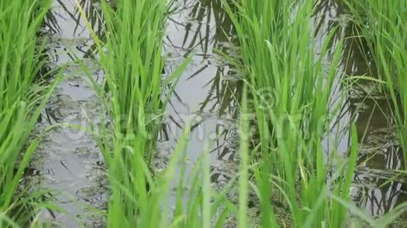 在山上和农民的房子里的水稻梯田上盖上幼芽的水稻印度尼西亚巴厘UHD4K视频的预览图
