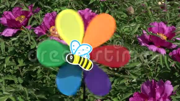 五颜六色的风车玩具蜜蜂图片靠近牡丹灌木慢动作视频的预览图