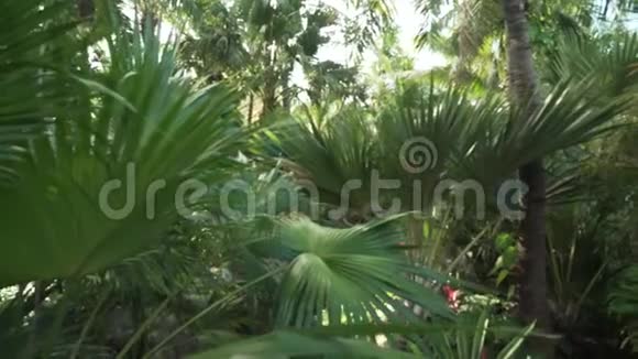 美丽的热带花园现场度假酒店及时三亚5个无焦点库存视频视频的预览图