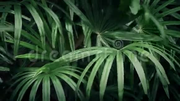 风中的异国植物视频的预览图
