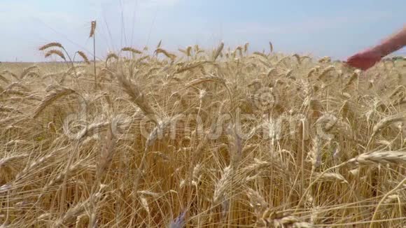 农民手中的小麦视频的预览图