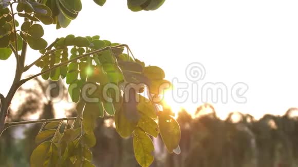 阳光照耀着风树的叶子视频的预览图