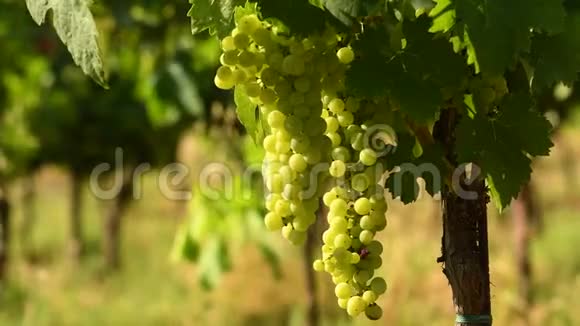 在一个阳光明媚的日子里在钱安蒂葡萄园里放着一捆白葡萄托斯卡纳视频的预览图