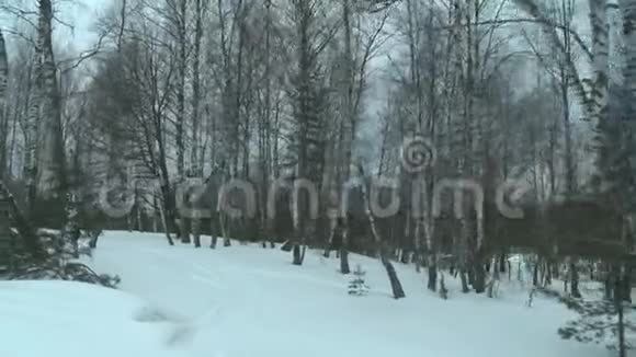 冬季白桦林在恶劣寒冷的白天景色视频的预览图
