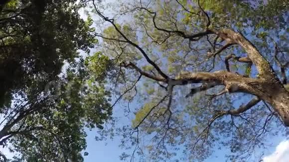 山湖岸边的树木和植被旋转下视图视频的预览图