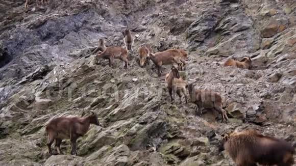 山坡上的山羊视频的预览图