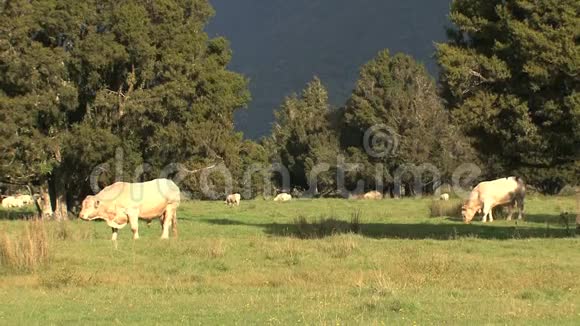 新西兰草地上的奶牛视频的预览图