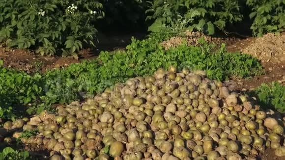腐烂的土豆作物歉收歉收观念农业背景视频的预览图