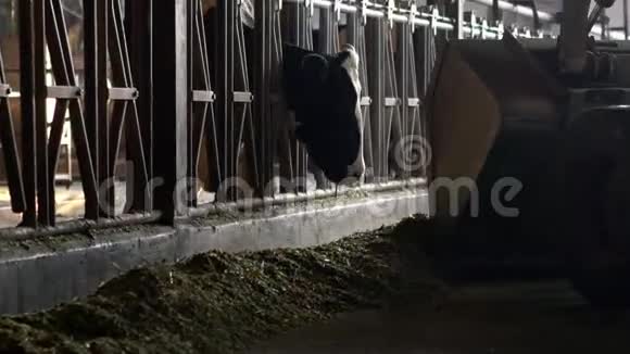 奶农驾驶拖拉机在现代稳定农民与牲畜一起工作视频的预览图
