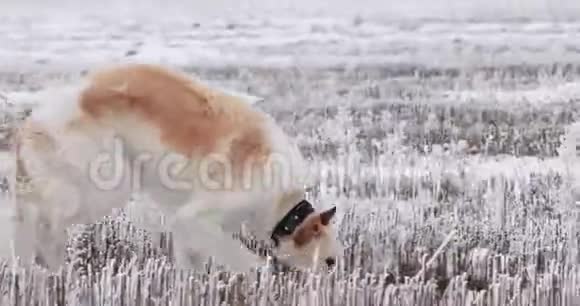 俄罗斯猎狼犬视频的预览图