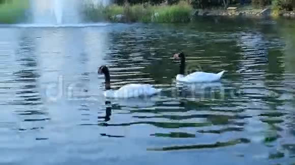 在池塘里有着高贵的黑颈天鹅和红润的视频的预览图