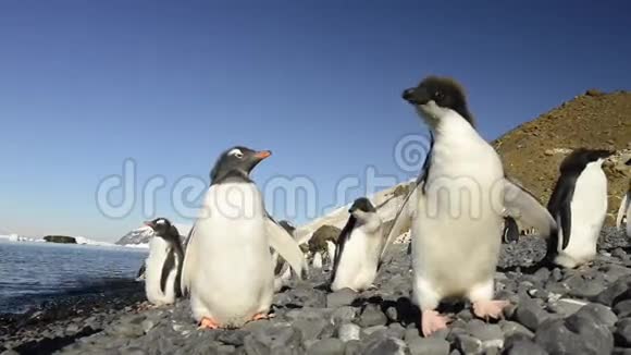珍图企鹅和阿黛丽企鹅视频的预览图