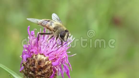 一只蜜蜂栖息在刚盛开的蓟花上视频的预览图
