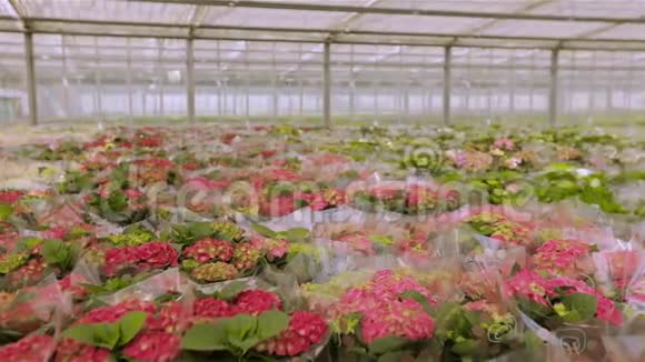 以工业规模种植花卉红花的绿色植物视频的预览图