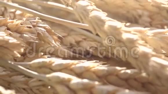 小麦耳朵和太阳视频的预览图