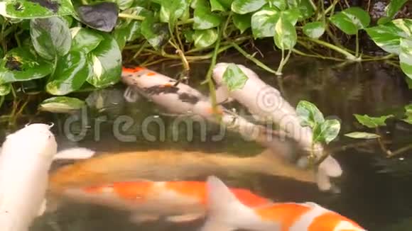 池塘里的大红日本鲤鱼好玩的喝水视频的预览图
