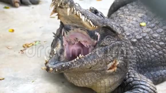 鳄鱼张开嘴躺在动物园的地上泰国亚洲视频的预览图