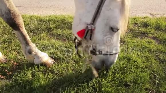 一匹马在吃草的头特写视频的预览图