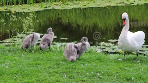 河畔的天鹅家庭预告慢镜头视频的预览图