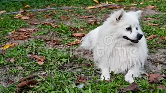 狗白意大利斯皮茨长头发的波美拉尼亚成年动物视频的预览图