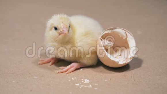 孵化的鸡靠近蛋壳靠近鸡在农场里从鸡蛋孵化出来视频的预览图