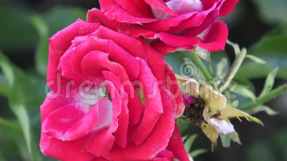 花园里灌木丛上的红玫瑰花园里树枝上的红玫瑰视频的预览图
