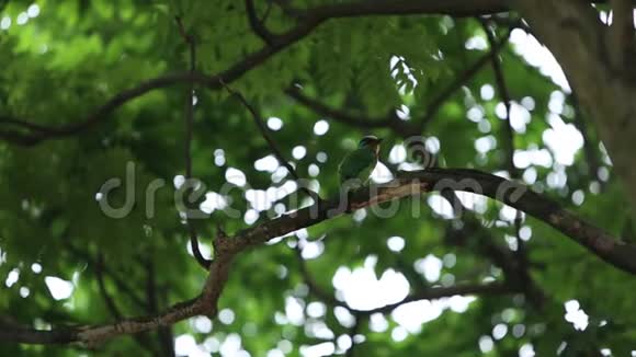 台北台湾大安森林公园树上的一只鸟视频的预览图