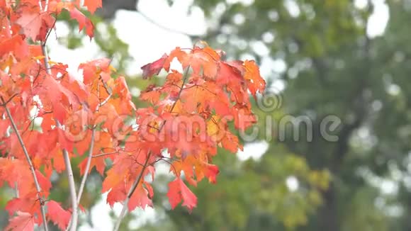树的叶子因秋寒而红视频的预览图