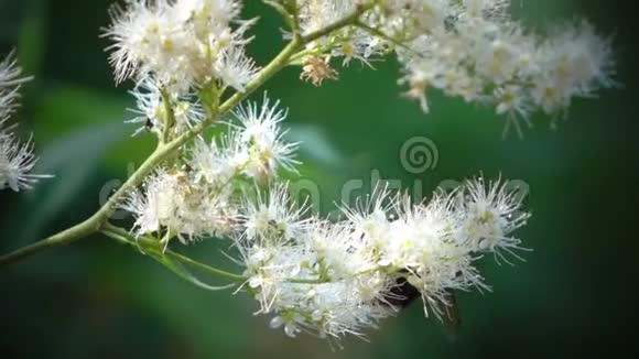 在晴天大黄蜂在一朵花上采蜜视频的预览图