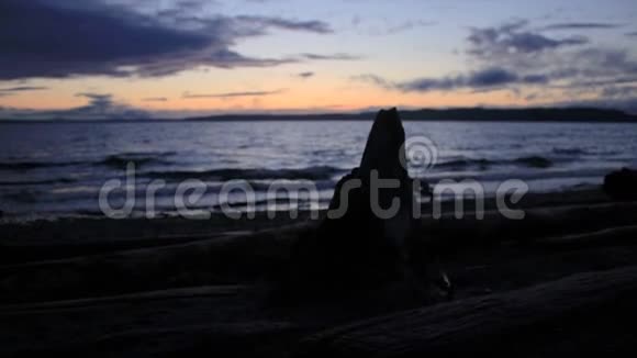 黄昏时阴暗的飘木海岸线视频的预览图