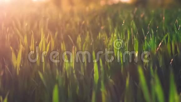 荣格麦茎在温暖的春天傍晚夕阳的光芒照耀下随风移动景深浅近视频的预览图