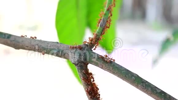 一只蚂蚁视频的预览图
