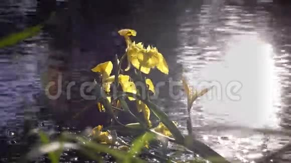 鸢尾假菖蒲黄旗在太阳的背景下反射在水中黄鸢尾水旗视频的预览图