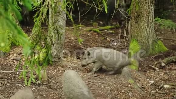 有趣的动物一只小野猪在树上抓树视频的预览图