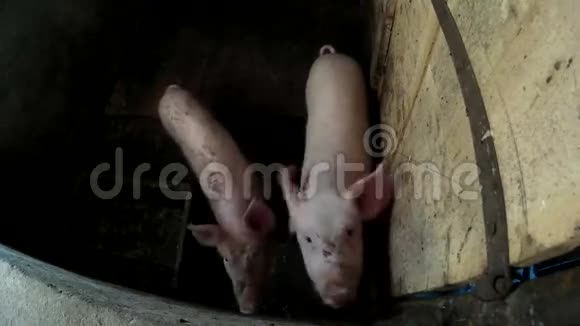 两只小猪在谷仓乌克兰视频的预览图
