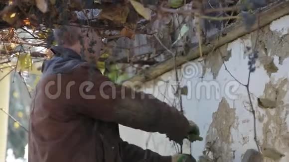 祖父关心葡萄园一位老人在村里的院子里工作视频的预览图