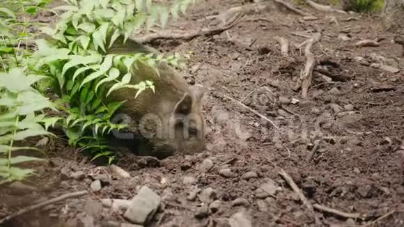 一只有趣的野猪用鼻子挖地球有趣的动物视频的预览图