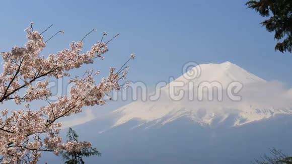 樱花富士山视频的预览图