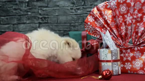 可爱的白小狗在节日的精神包围着新年装饰视频的预览图