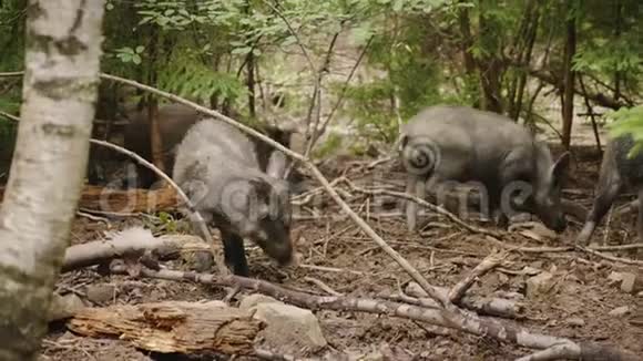 一群野猪在森林里觅食森林的野生生物视频的预览图