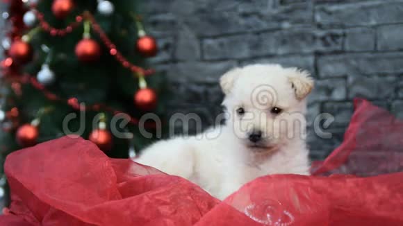 节日精神的白小狗被新年装饰包围视频的预览图