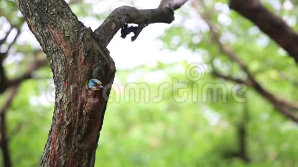 台湾大安森林公园树上的洞巢里有一只鸟视频的预览图