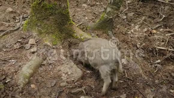一只有趣的野猪用鼻子挖地球一个背面的景色有趣的动物视频的预览图