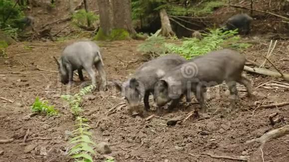 森林的野生生命一群野猪在森林里觅食视频的预览图