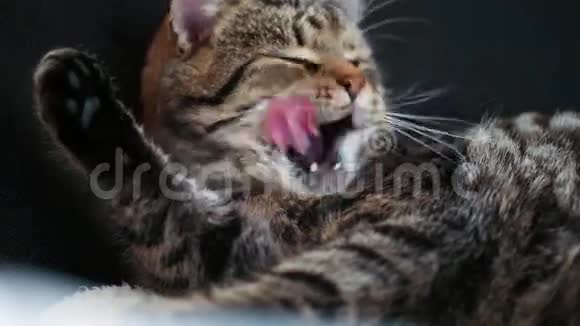猫躺着舔爪子视频的预览图